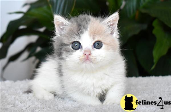 thechubbyfacedcat Picture 1